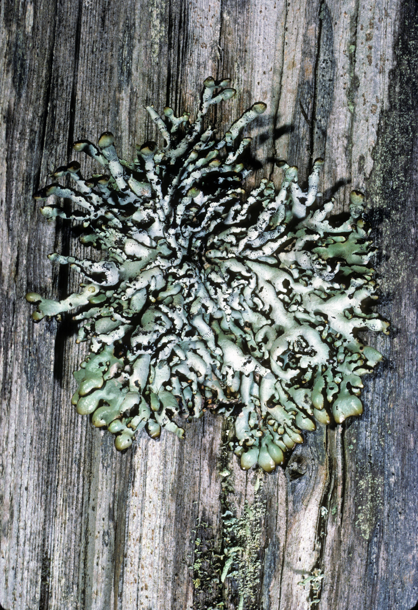 Hypogymnia enteromorpha image