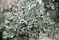 Hypogymnia hultenii image