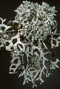 Image of Hypogymnia imshaugii