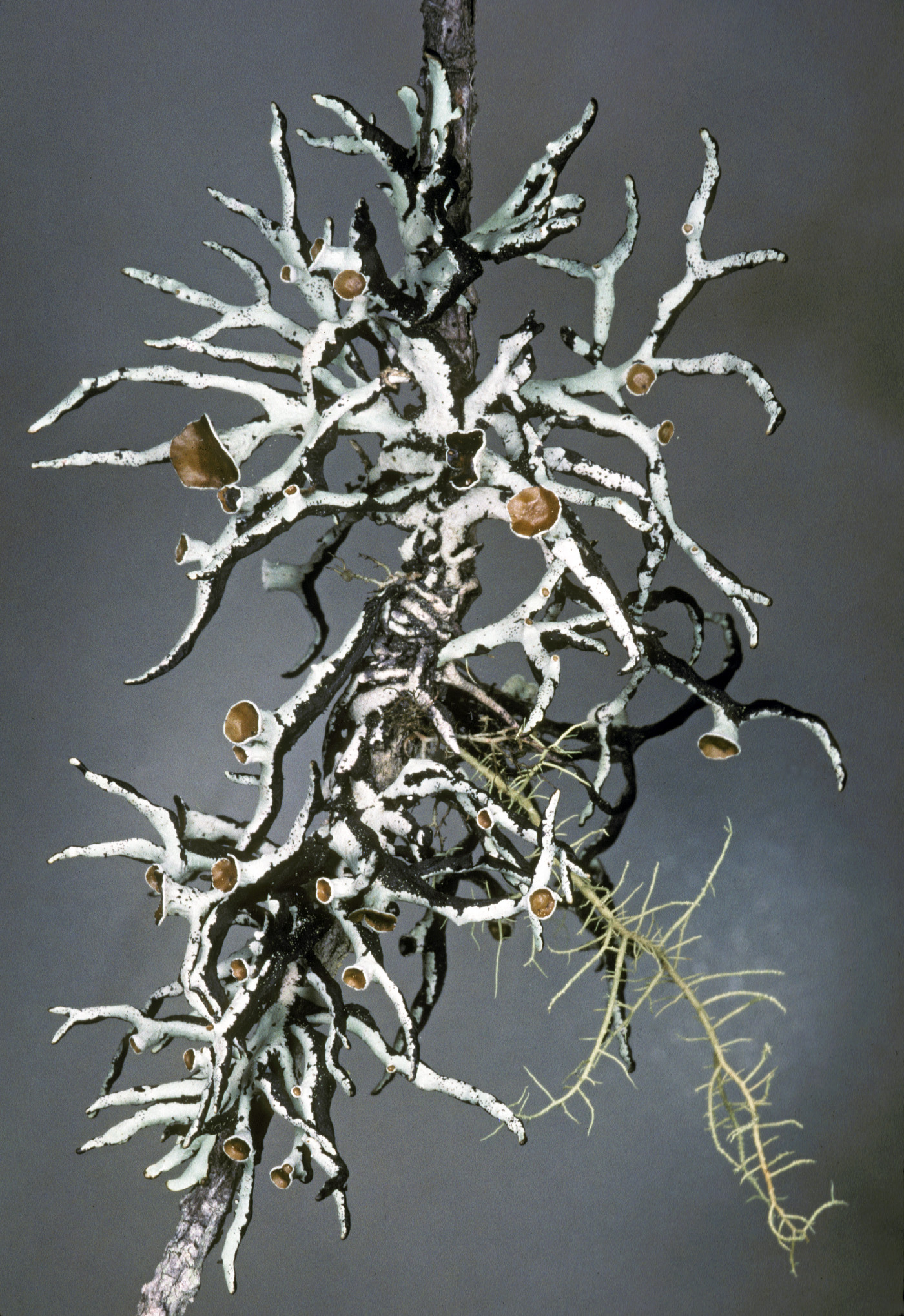 Hypogymnia inactiva image