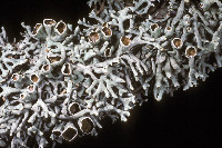 Image of Hypogymnia krogiae