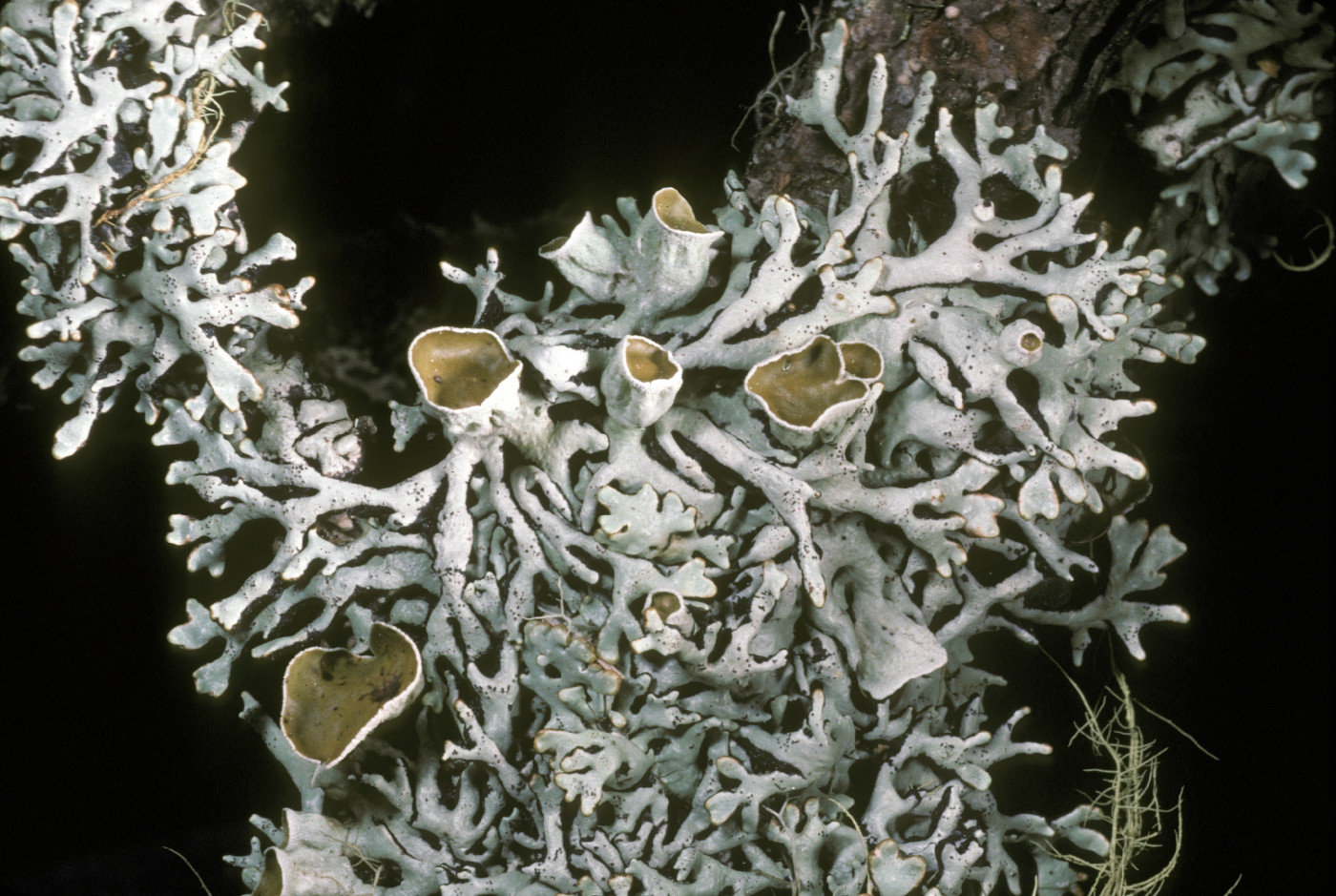 Hypogymnia krogiae image