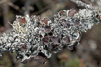 Image of Hypogymnia minilobata