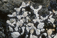 Hypogymnia oceanica image