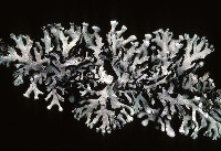 Hypogymnia physodes image