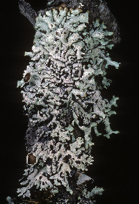 Hypogymnia rugosa image