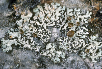 Hypogymnia wilfiana image