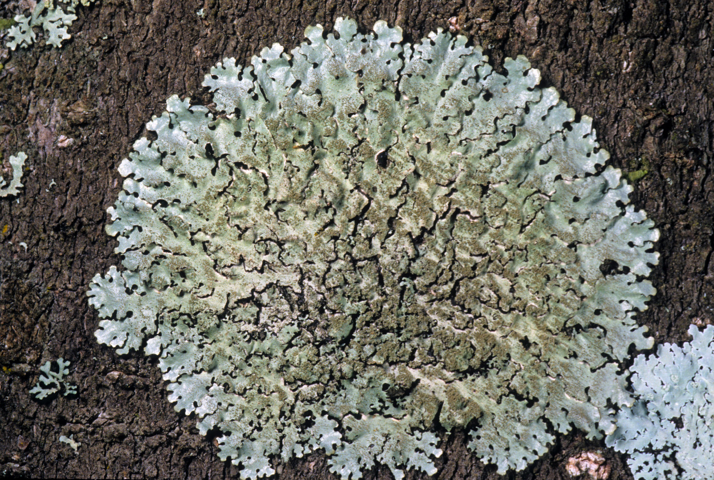 Hypotrachyna minarum image
