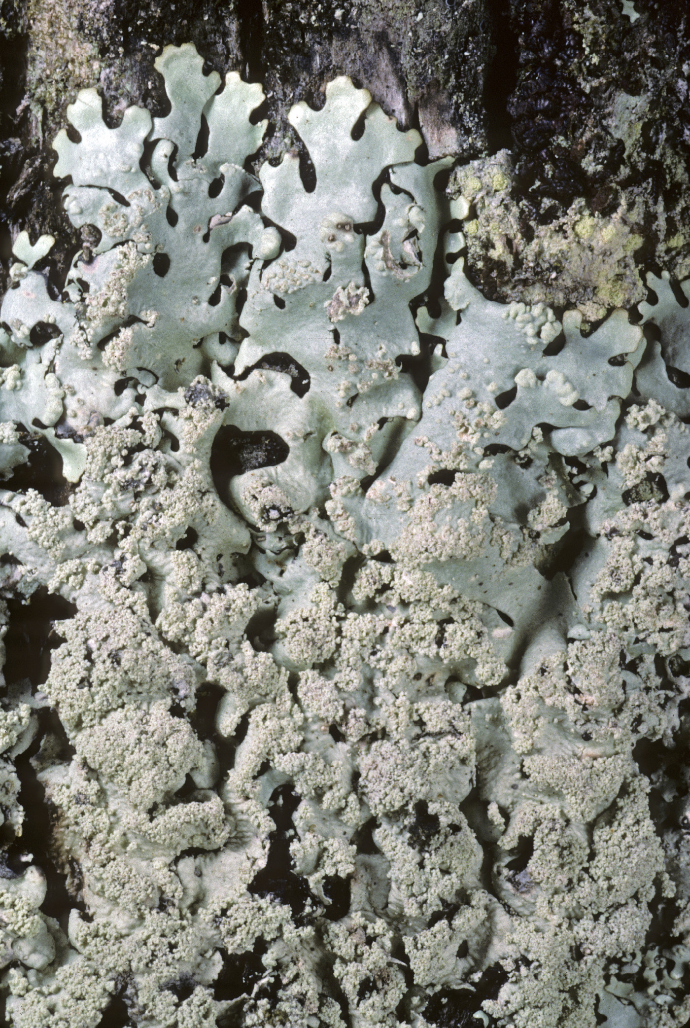 Hypotrachyna osseoalba image