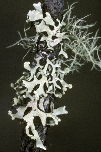 Hypotrachyna sinuosa image