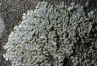 Image of Parmelinopsis spumosa