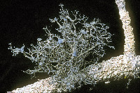 Kaernefeltia californica image