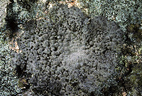 Umbilicaria (Lasallia) image