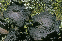 Umbilicaria papulosa image