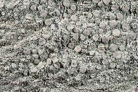 Lecanora caesiorubella image