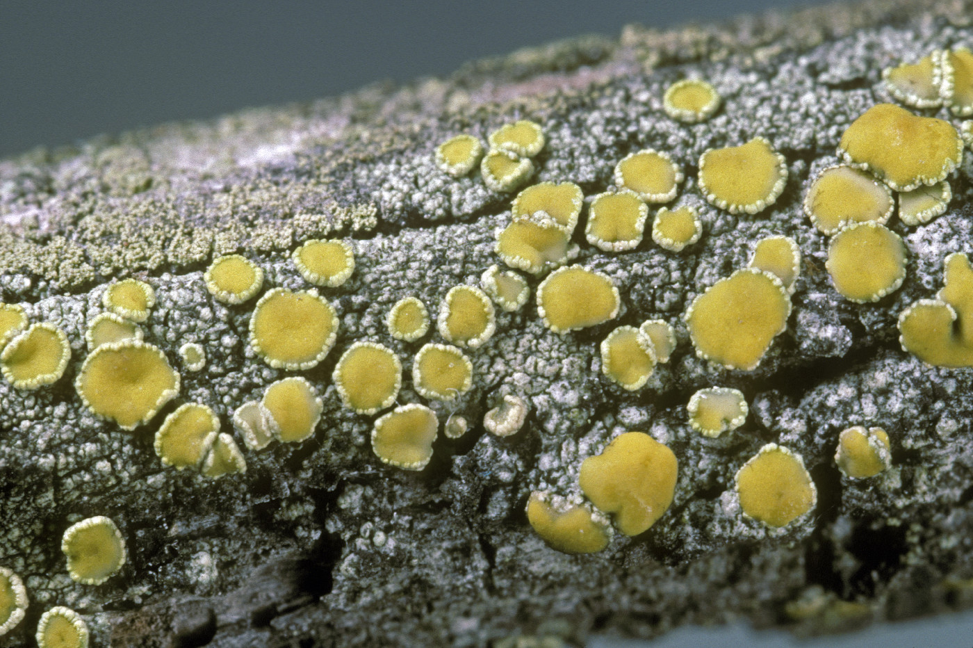 Lecanora cupressi image