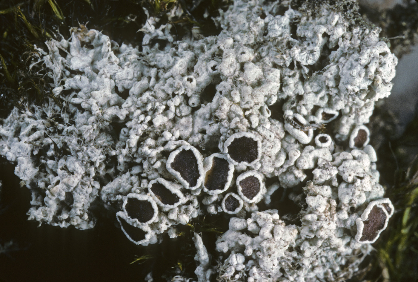 Lecanora epibryon image