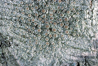 Lecanora hybocarpa image