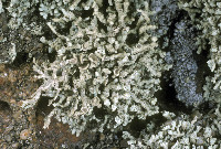 Polycauliona phryganitis image