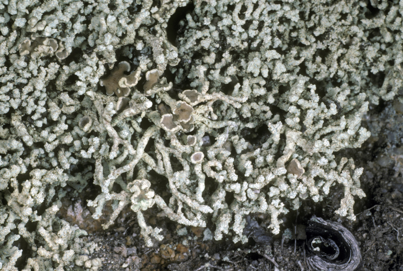 Polycauliona phryganitis image