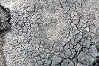 Lecanora rupicola image