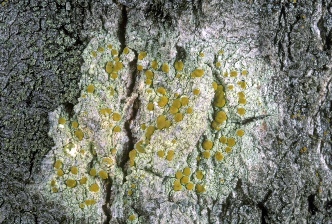 Lecanora symmicta image