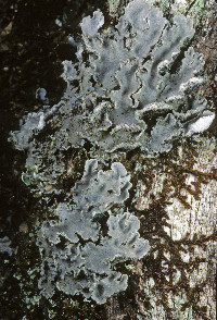 Image of Leioderma sorediatum