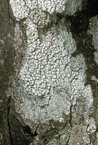 Image of Pertusaria floridana
