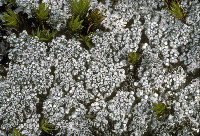 Image of Pertusaria panyrga