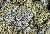 Lepraria gracilescens image