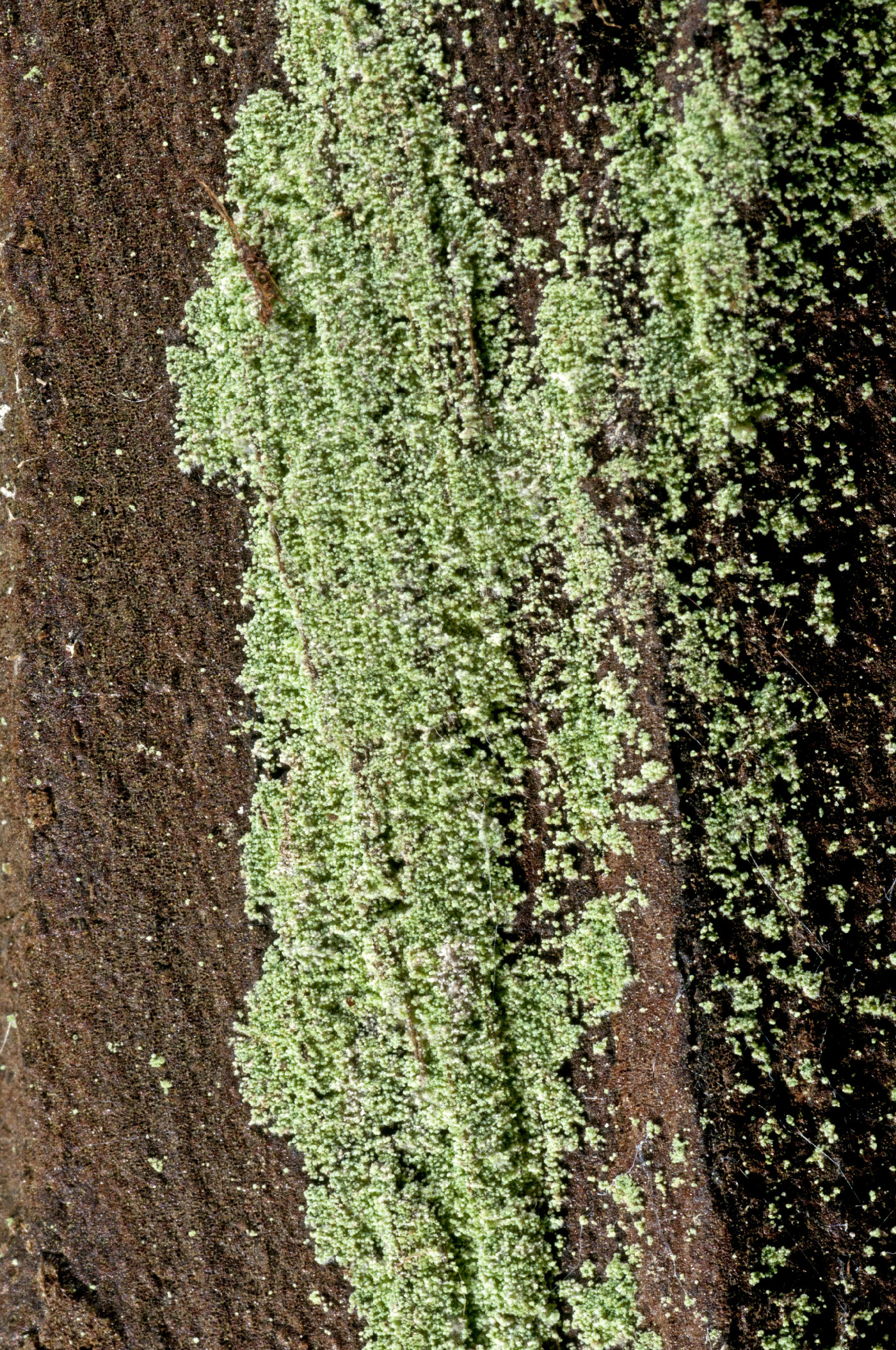 Lepraria pacifica image