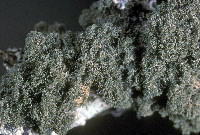 Image of Leptogidium dendriscum