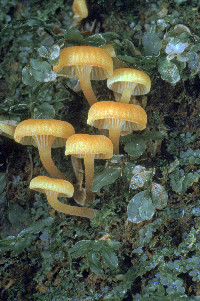 Lichenomphalia umbellifera image