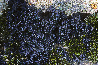 Lichinella nigritella image