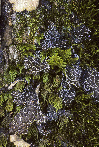 Lobaria anomala image