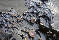 Lobaria anthraspis image