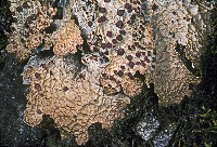 Lobaria anthraspis image