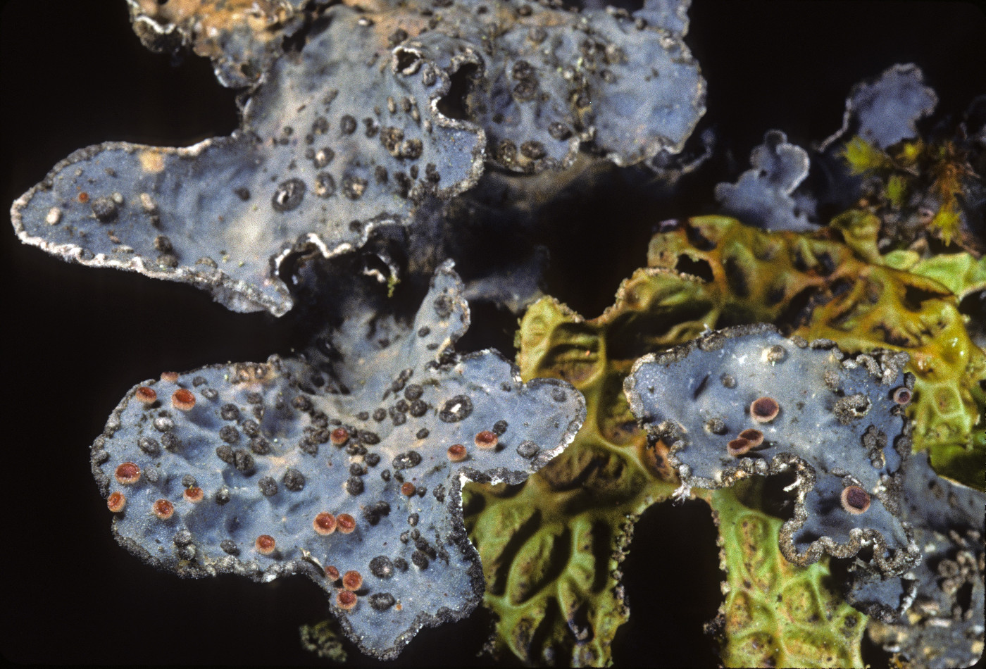 Lobaria hallii image