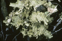 Lobaria oregana image