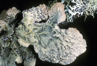 Lobarina scrobiculata image