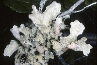 Lobarina scrobiculata image