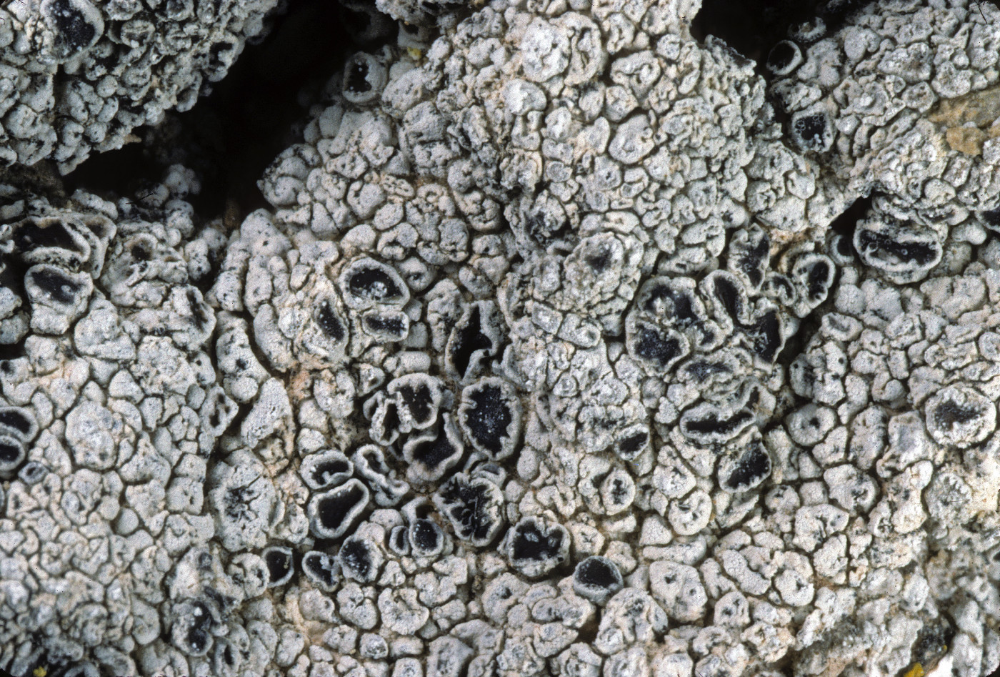 Lobothallia praeradiosa image