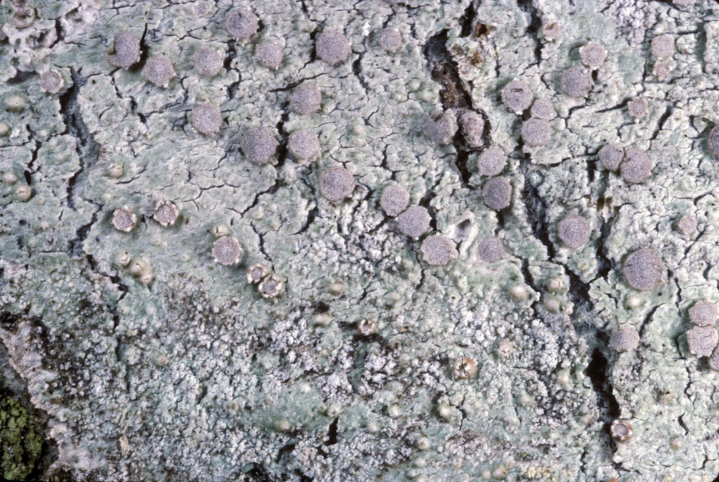 Loxospora cismonica image