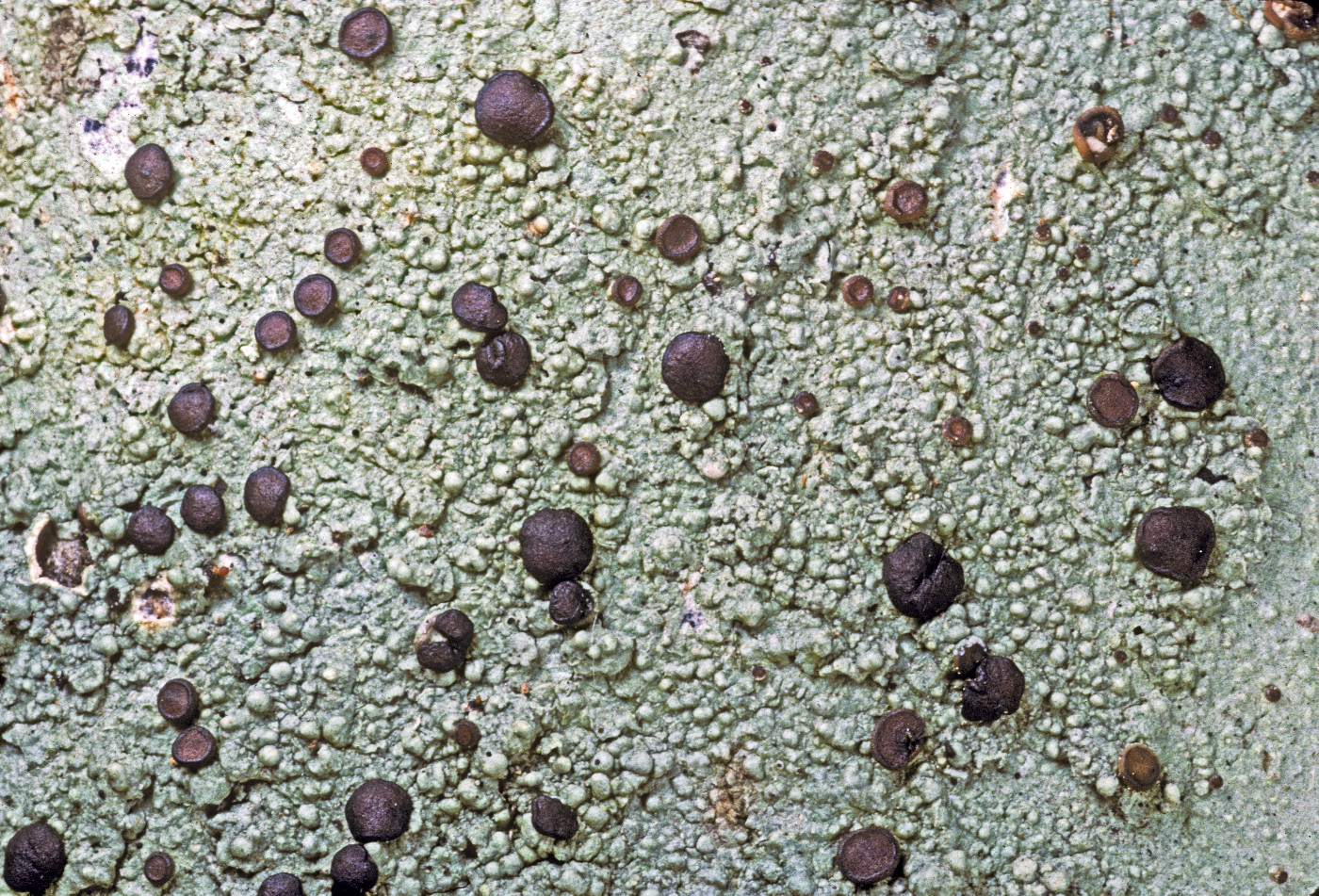Megalospora tuberculosa image