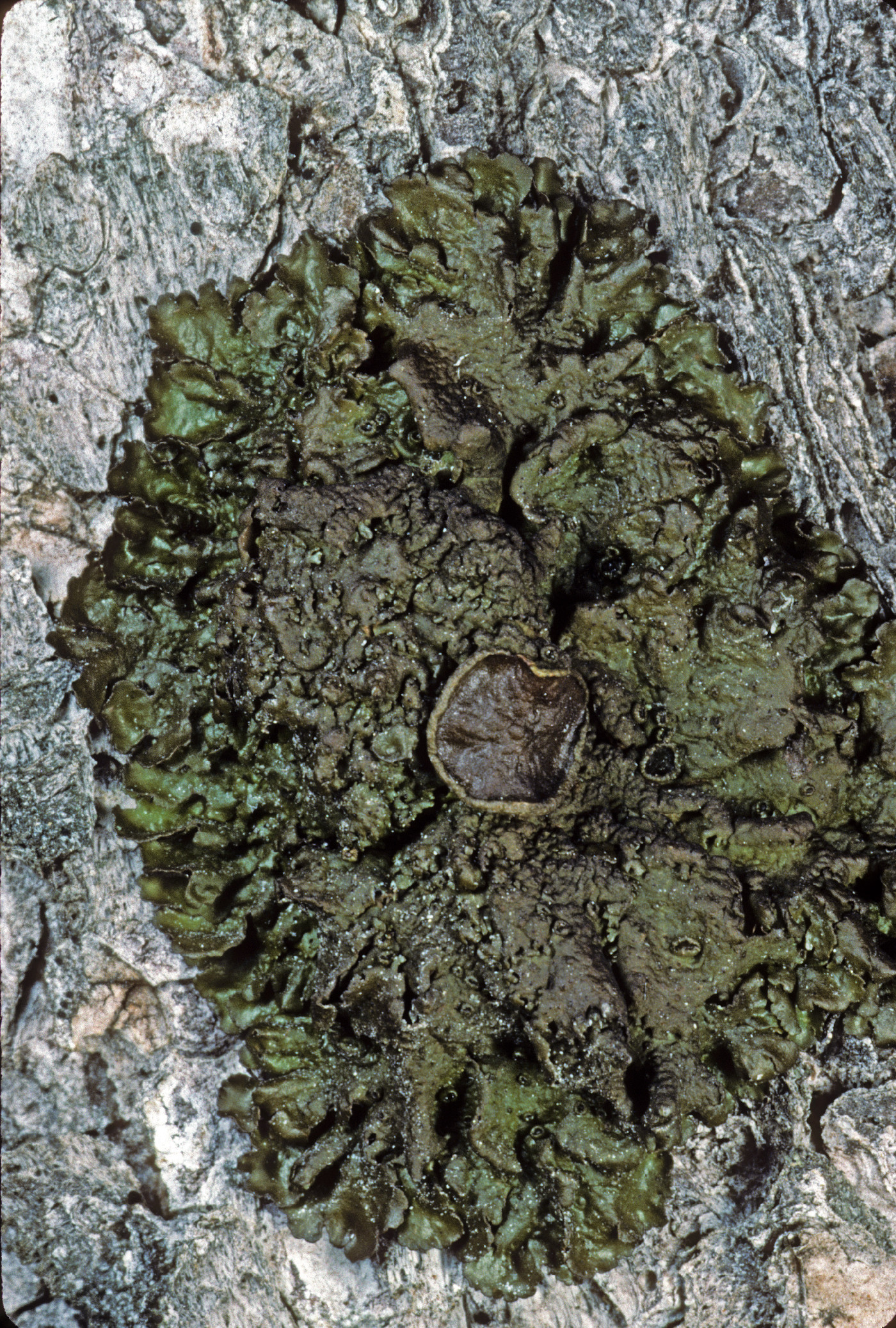 Melanohalea subolivacea image