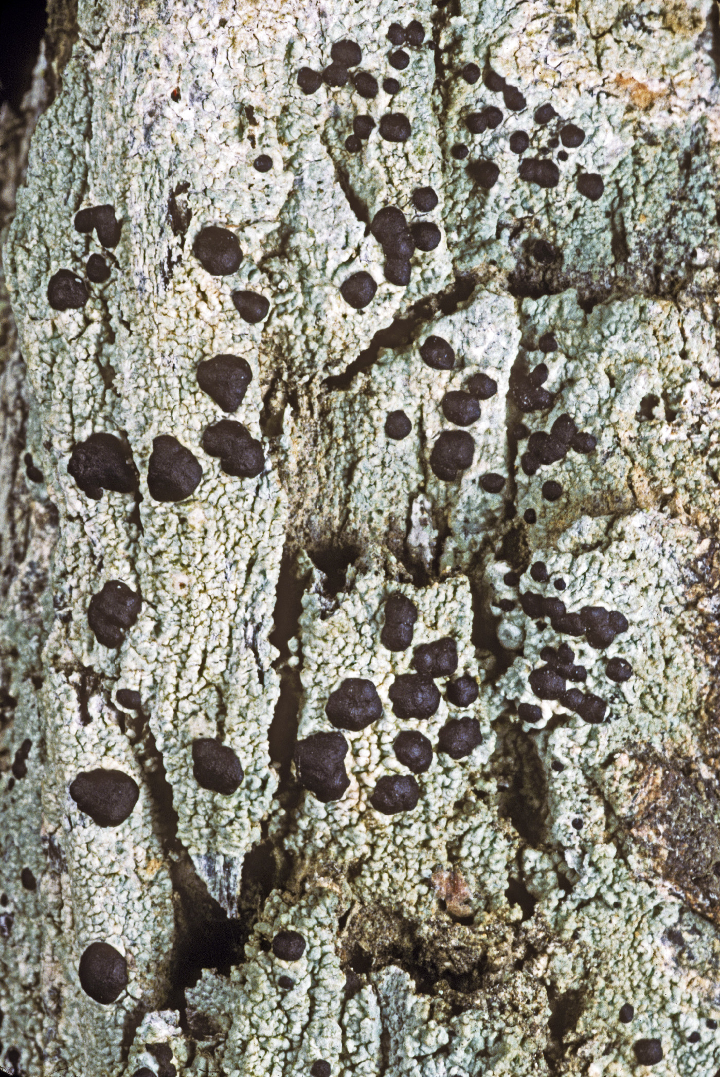 Mycoblastus sanguinarius image