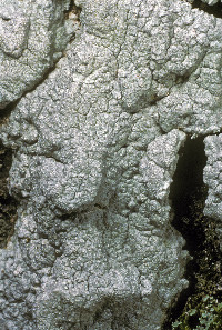 Image of Myriotrema rugiferum