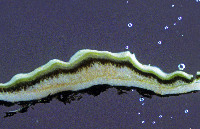 Nephroma arcticum image