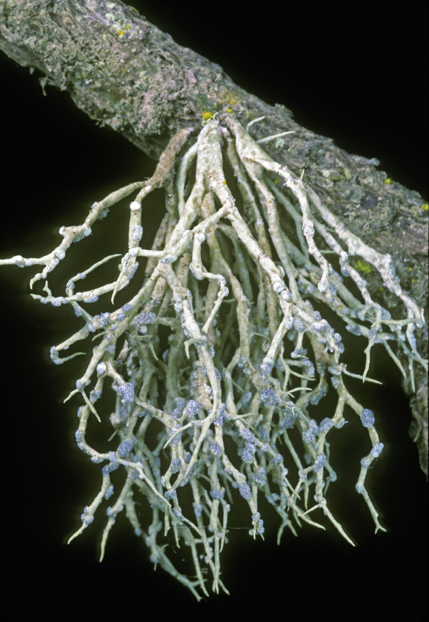 Vermilacinia cephalota image