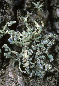 Image of Vermilacinia cephalota